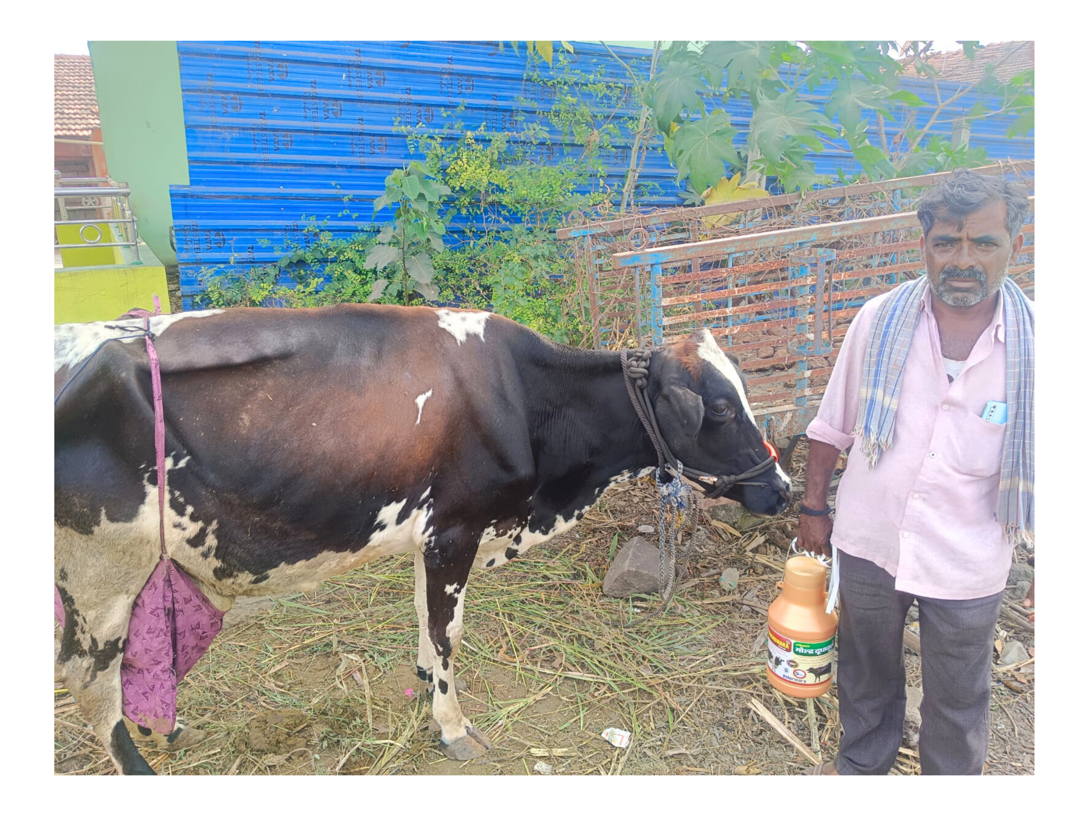 हर पशुपालक की आवाज़ – मेरी गायों का राज़, SPECIAL GOLD दूधधारा कैल्शियम सीरप